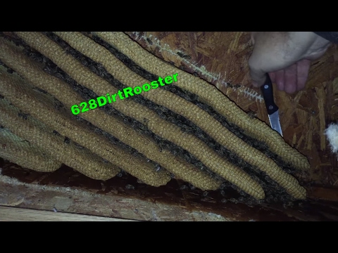 Hive Removal From An Elevated House With YouTube Sensation Jeff Horchoff