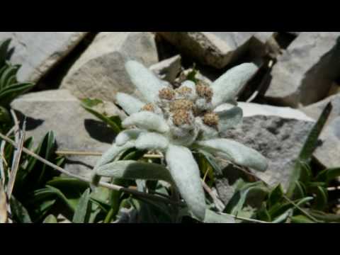 Monti Sibillini M. Vettore 2476 m. 25-08-10