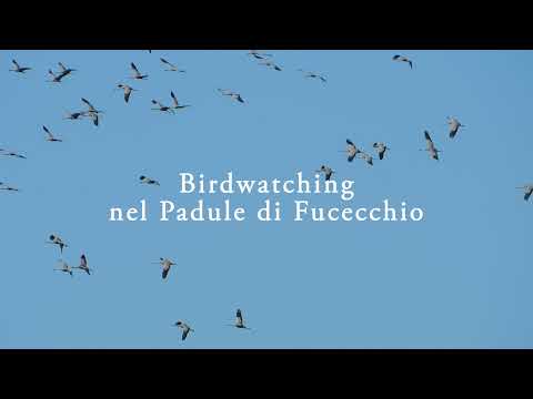 Birdwatching nel Padule di Fucecchio