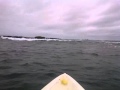 sea turtles popping heads above water