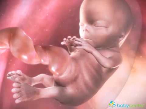 A gravidez por dentro - menino ou menina - BabyCenter