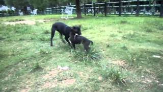 15-09-2010 Zena meeting stranger people and dog for the first time part3