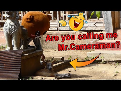 Wow! Big Head Prank Vs Real Dogs Funny Comedy  Challenge _ Big Head Prank Dog Try Not To Laugh