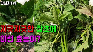 잡초들의 반란 환삼덩굴 효능 청려장 명아주나물 명화나물 봄나물 흔한 종류 구분 구별 산남자 산나물 약초 버섯…