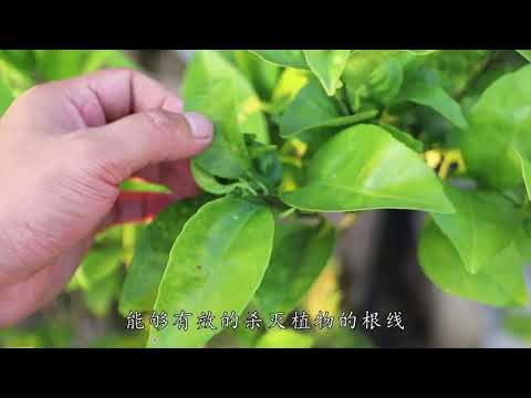 橘子葉子形狀