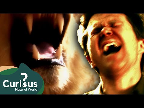 Unbelievable Footage Of Animals Attacking Humans | Animal Documentary | Curious?: Natural World