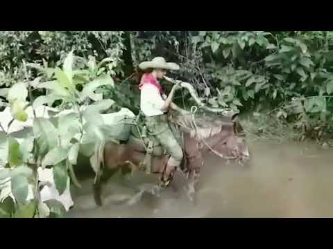 Tião Carreiro e Pardinho - TRÊS CUIABANAS