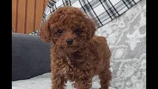 Video preview image #1 Poodle (Toy) Puppy For Sale in ARTHUR, IL, USA
