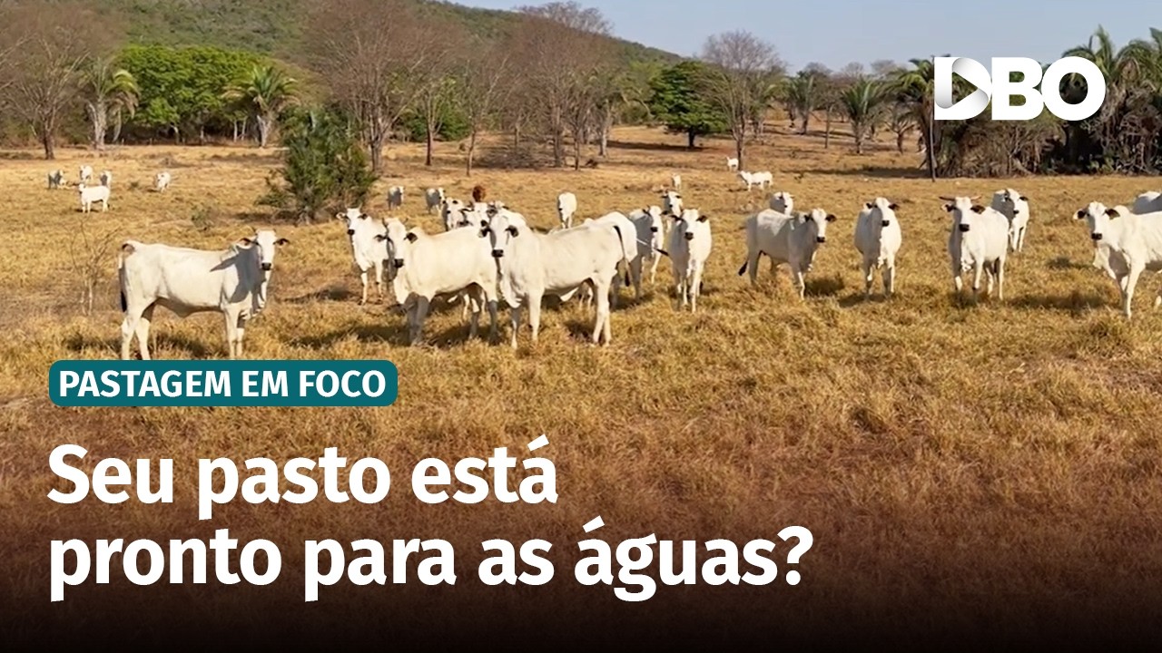 Chuvas voltam e manejo do pasto pode definir produção no verão