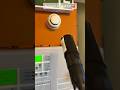 How Loud Is A Smoke Detector Shocking Test