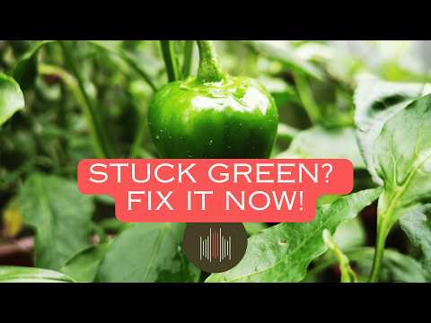 Why Your Peppers Aren’t Ripening [And How to Fix It!]