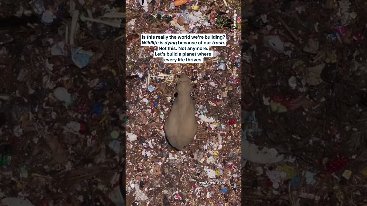 Elephant dying eating plastic in Sri Lanka