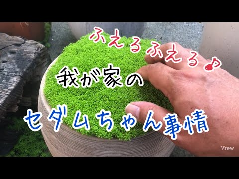 マンネングサ、マンネングサ