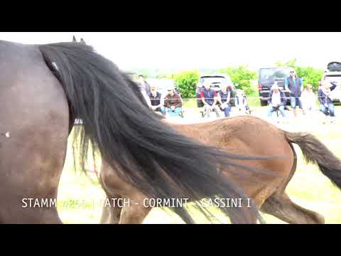 Fohlenprämierung Föhr 2019 | Stute | St. 4255 | Catch - Cormint - Cassini I | Ocke Früchtnicht