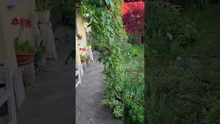 icona video