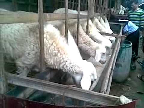 Efek pada potensi eksposur Anggota dari jerawat kecil kekang