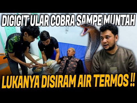 DIGIGIT ULAR COBRA BAPAK INI NEKAT SIRAM TANGAN PAKE AIR TERMOS !!