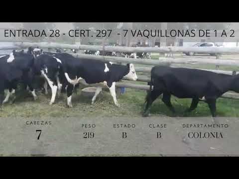Lote 7 Vaquillonas 1 a 2 años 4HExHO,  3AAxHO 219kg -  en Ruta 2km 139