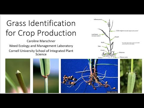 2022 Grass Weed Identification for Crop Production Webinar
