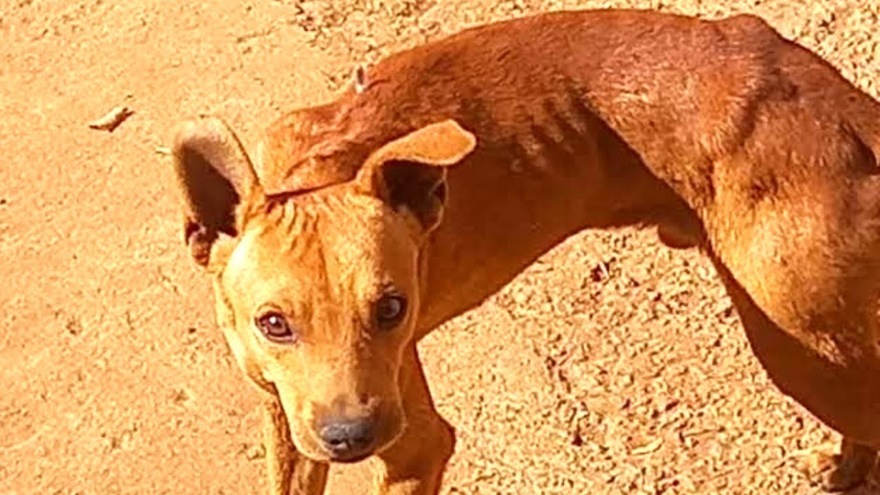 Como ENGORDAR CACHORRO RÁPIDO!
