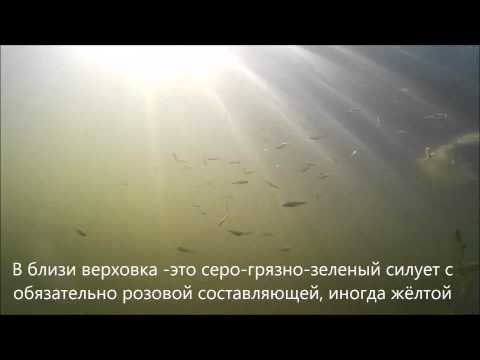 Цвет кормовой рыбы, подводная съёмка против солнца(верховка)