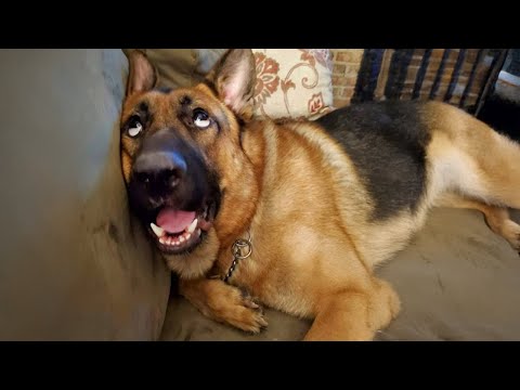 Des chiens comiques et idiots pendant 1 heure : vidéos d'animaux les plus drôles 2025