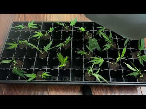 How to Make Clones from a Cannabis Plant