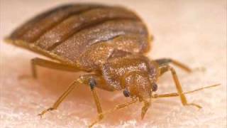 Bed Bugs Song!
