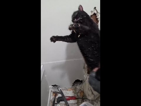 Cat rescued after days trapped upside down in wall