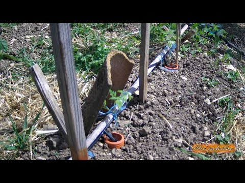 #16-Saison 2023 -  20 jours d'autonomie d'arrosage avec gouttes a gouttes par gravité