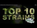 Best Marijuana Strains | Top 10 Marijuana Strains | Northern Lights Cannabis Co.