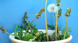 Time Lapse of Dandelions Blooming and Going to Seed