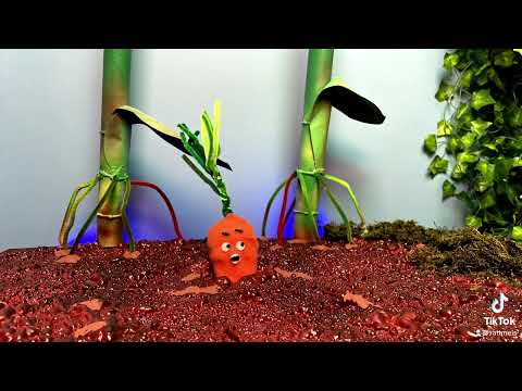 The Carrot Escape…???