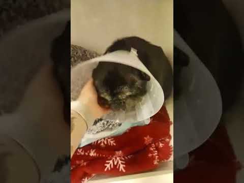 Pomozte nemocnému Maxovi a 14 drobečkům z velkomnožírny!