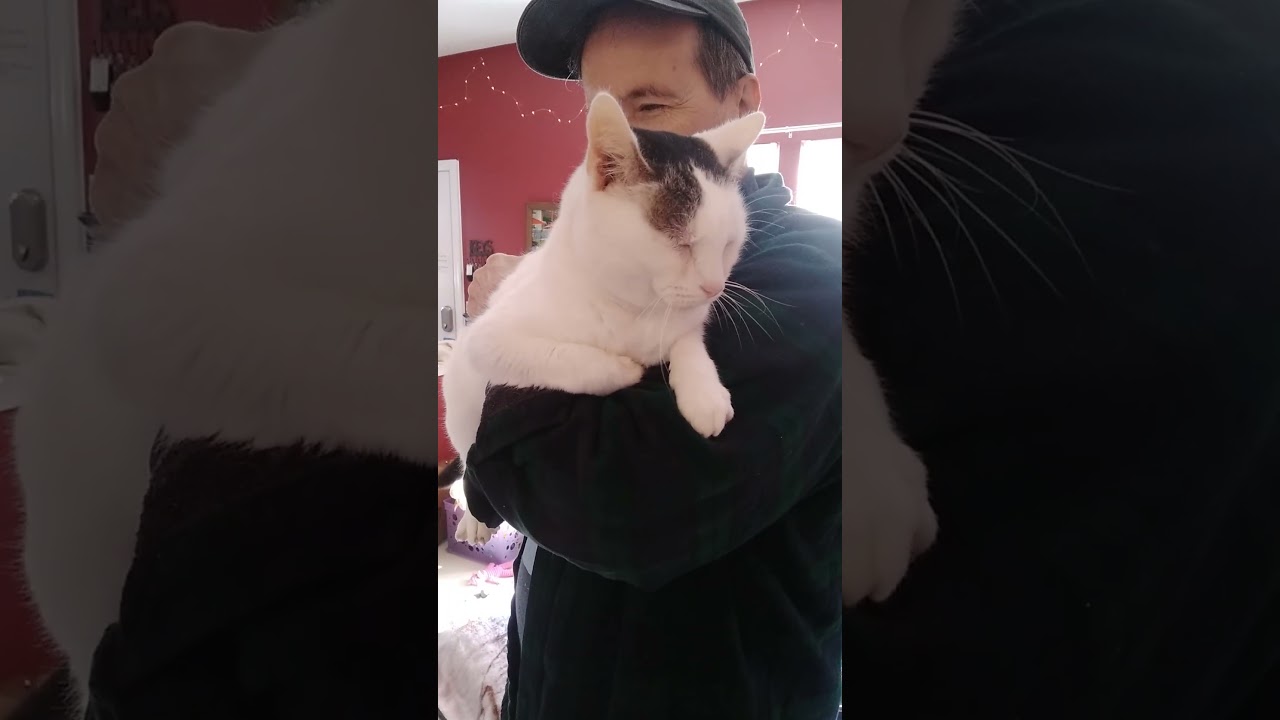 Enlarge Link, an adoptable Domestic Short Hair in Nashville, TN video 6/6