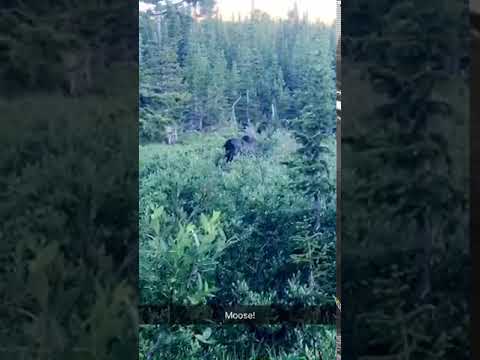 A moose off the side of the road