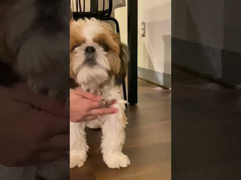 I have Kennel Cough 🤧😷😮‍💨 #shihtzu #dog #sick #puppy #medical #winter #cold #sad #shorts #sneeze