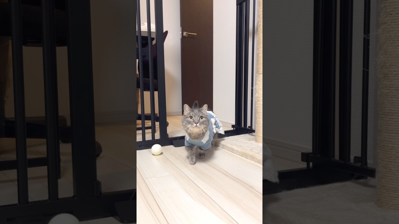 Stylish Cats Following Their Owner 🐈👗 #shorts #cat #cats #cute #fashion