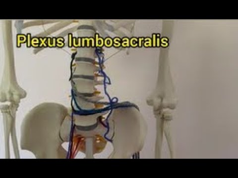 Plexus Lumbosacralis am Skelett erklärt - Innervationen, Pathologien, Äste. Ischiadicus /femoralis