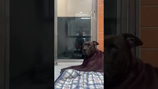 Video preview image #1 Mutt Puppy For Sale in Rowlett, TX, USA