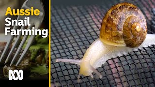 Snail farming in Australia - slow, small and sustainable | Escargot Day | ABC Australia