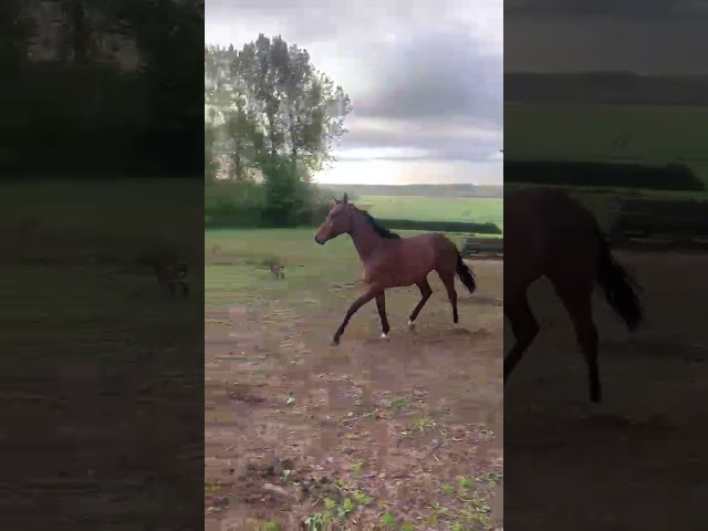 Adorable PS dans le Nord 