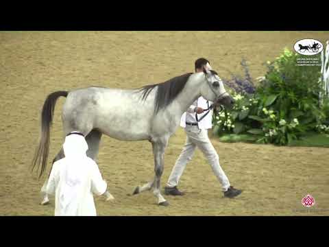 N 178 MANAIER AL FAYYAD   Qatar National Arabian Horse Championship 2022   Fillies 2 Years Old Class