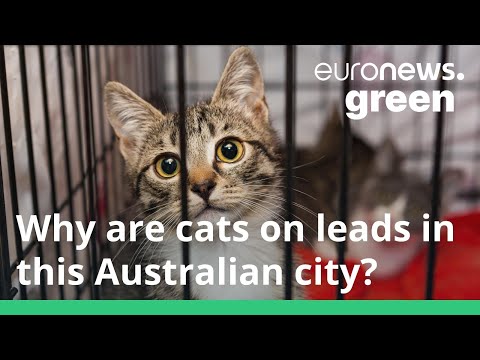Are cats bad for the environment? This Australian town seems to think so