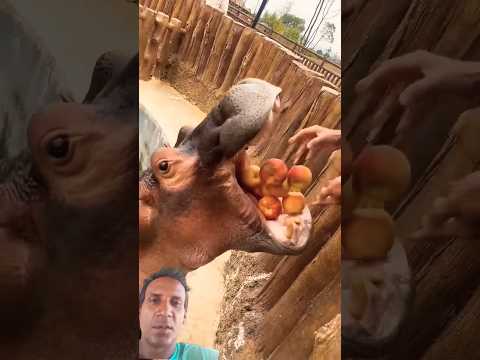 hippo short #animals #zoo #trending #viral #shorts