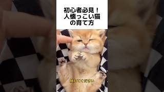 初心者必見！人懐っこい猫の育て方#猫の飼い方 #猫トレーニング #甘えん坊猫 #初心者向け #猫のしつけ