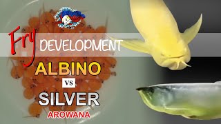 Download lagu Arowana Fry (Albino vs Silver) mp3 Download lagu Arowana Fry (Albino vs Silver) mp3