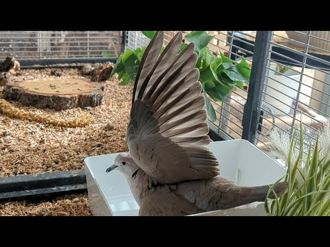 Mini Vlog: good times in the aviary with Skippy and Ellis + Skippy takes another bath! ringneck dove