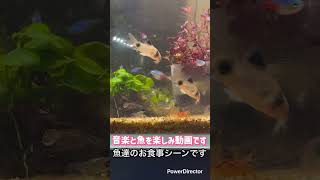 我がの水槽のお食事シーンなどなど #アクアリウム #水槽部屋 #aquarium