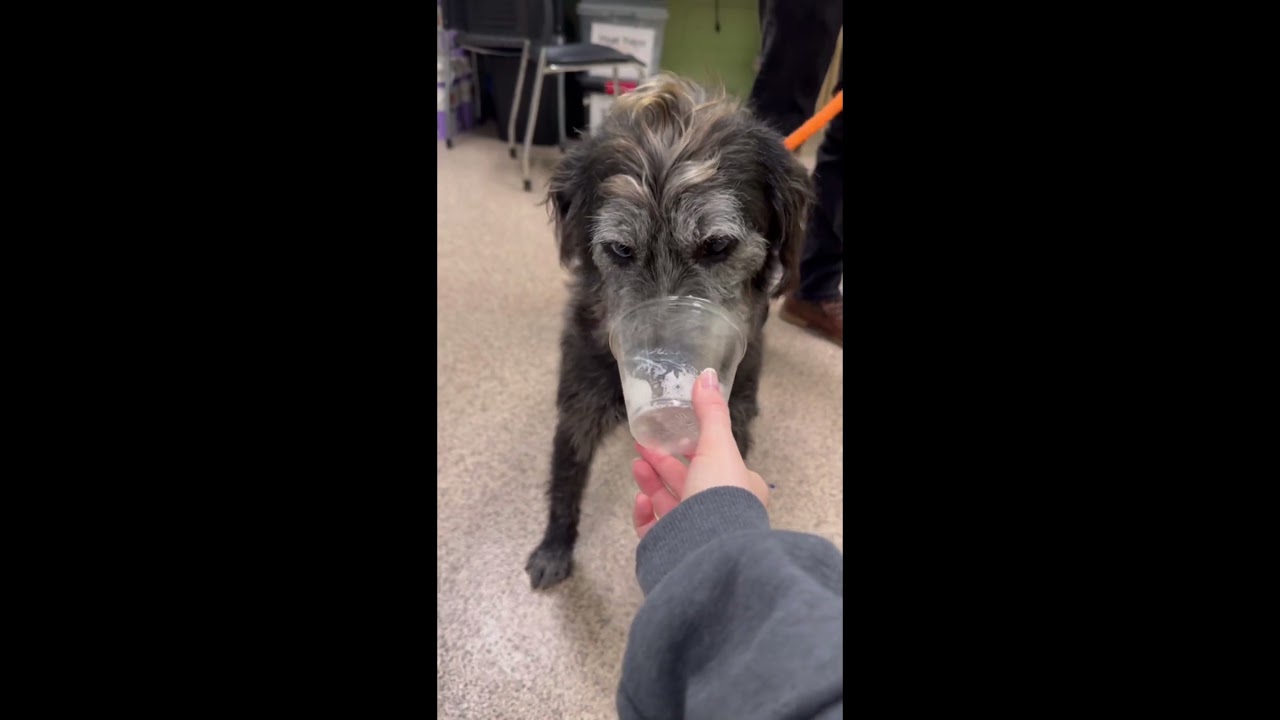 Enlarge Zane, a ADOPTABLE mixed breed in Kennesaw, GA video 6/6